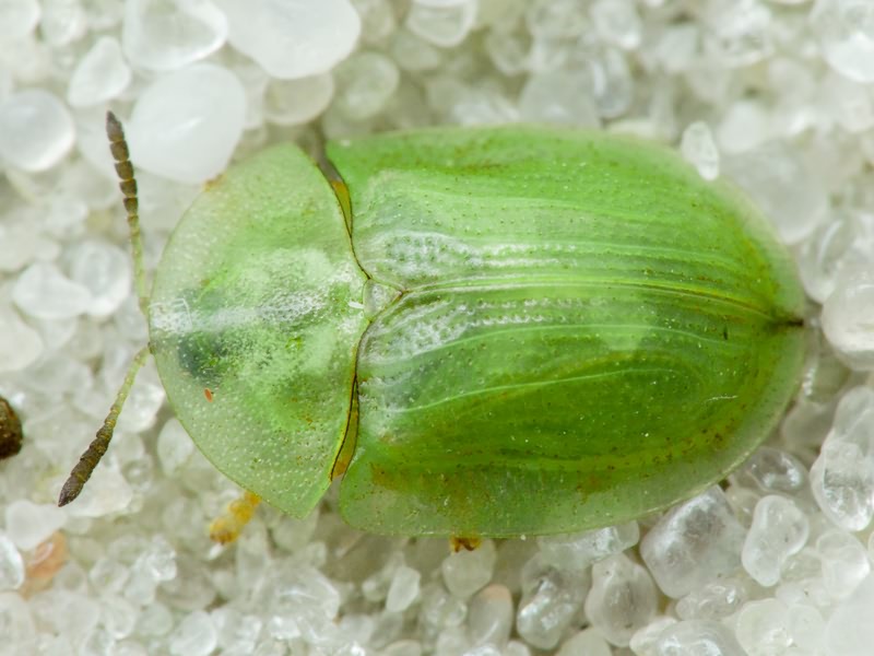 Cassida (Cassida) prasina Illiger, 1798